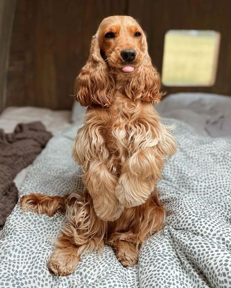 Golden Cocker Spaniel Puppies, Cocker Spaniel Grooming, Golden Cocker Spaniel, Golden Cocker, Spaniel Breeds, American Cocker Spaniel, Cocker Spaniel Puppies, Cocker Spaniel Dog, English Cocker