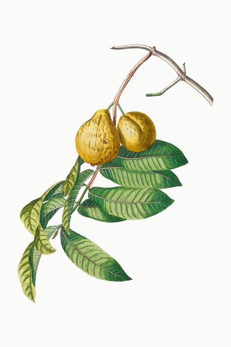 Vintage guava fruit illustration | premium image by rawpixel.com Guava Illustration, Guava Drawing, Guava Flower, Guava Leaves, Guava Fruit, Guavas, School Creative, Leaves Illustration, Fruit Illustration