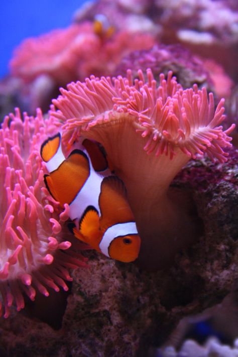 Life Under The Sea, Salt Water Fish, Sea Anemone, Clownfish, Marine Aquarium, Beautiful Sea Creatures, Marine Fish, Underwater Creatures, Underwater Life