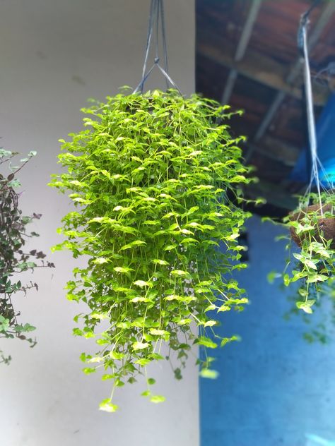 Wine Plant, Turtle Vine, Inside Plants, Green Turtle, Hanging Plant, Permaculture, Hanging Plants, Organic Gardening, Indoor Plants