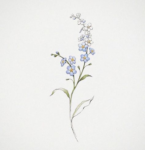 Myosotis Flower Drawing, Drawing Forget Me Not Flower, Simple Botanical Tattoo, Forget Me Not Flowers Tatoos, Delphinium Flower Tattoo, Forget Me Not Flowers Drawing, Forget Me Not Drawing, Forgetmenot Tattoo, Myosotis Flower