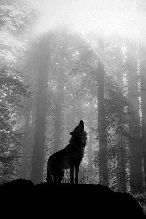 Dark Wolf Aesthetic, Jacob Black Wolf, Jacob Black Aesthetic, Jacob Core, Black Wolves, Twilight Jacob, Wolf Team, Fantasy Dream, Dark Forest Aesthetic