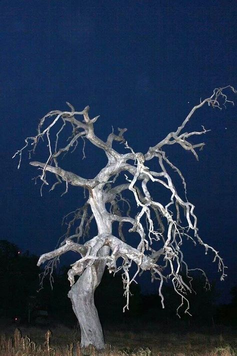 Spooky old dead tree on Luckenbach Road in Texas. Dead Nature, Growth And Decay, Dead Tree, Dark Tree, Tree Textures, Spooky Trees, Unique Trees, Photo Tree, 인물 사진