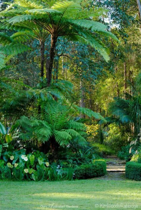 Tropical Backyard Landscaping, Dream Garden Backyards, Fern Garden, Front Lawn Landscaping, Tropical Landscape Design, Bush Garden, Ferns Garden, Australian Native Garden, Woodland Plants