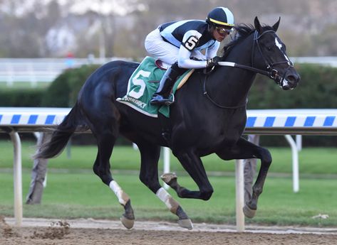 Rival Stars Horse Racing, Kentucky Derby Horses, Racing Horse, Equestrian Helmets, Derby Horse, Horse Profile, Independence Hall, Thoroughbred Horse Racing, Race Horse