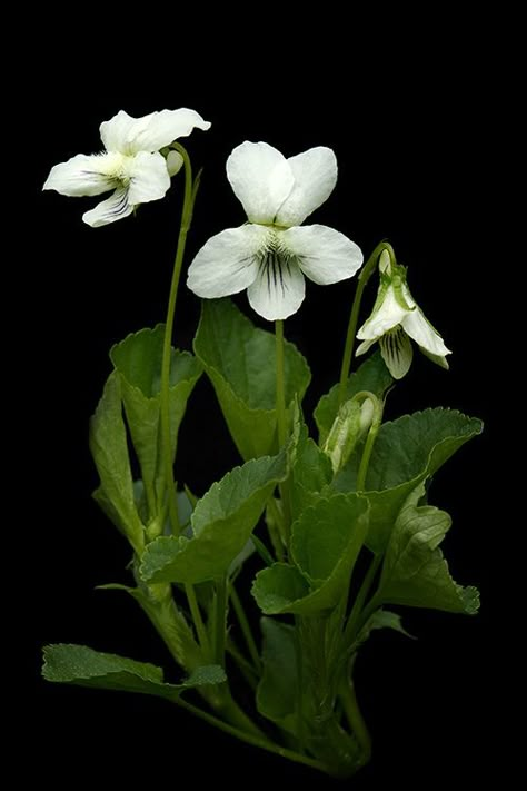 White Violets, Rose Garden Landscape, White Violet, Sweet Violets, Violet Flower, White Gardens, Arte Floral, Flower Beauty, Beautiful Blooms