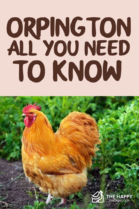 Orpington Chicken Colors, Buff Orpington Chickens Eggs, Polish Chickens Breed, Chicken Breeds Chart, Chicken Breeds For Eggs, Orpington Chickens, Buff Orpington Chickens, Rare Chicken Breeds, Chicken Egg Colors