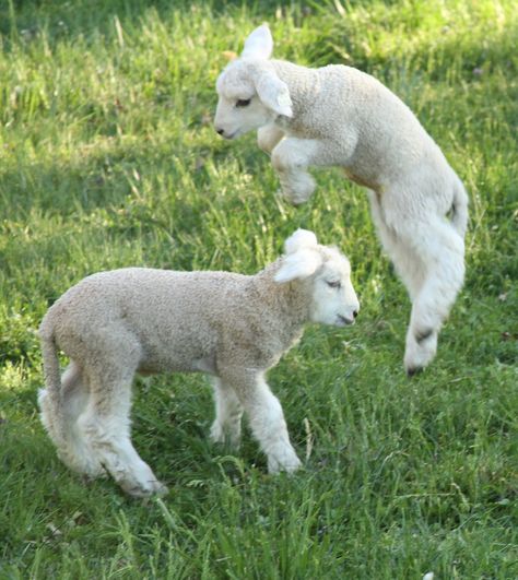 Curse your sudden but inevitable betrayal! Regnul Animal, Cute Lamb, Baby Sheep, Cute Goats, Sheep And Lamb, Cute Sheep, Oita, Baby Goats, 웃긴 사진