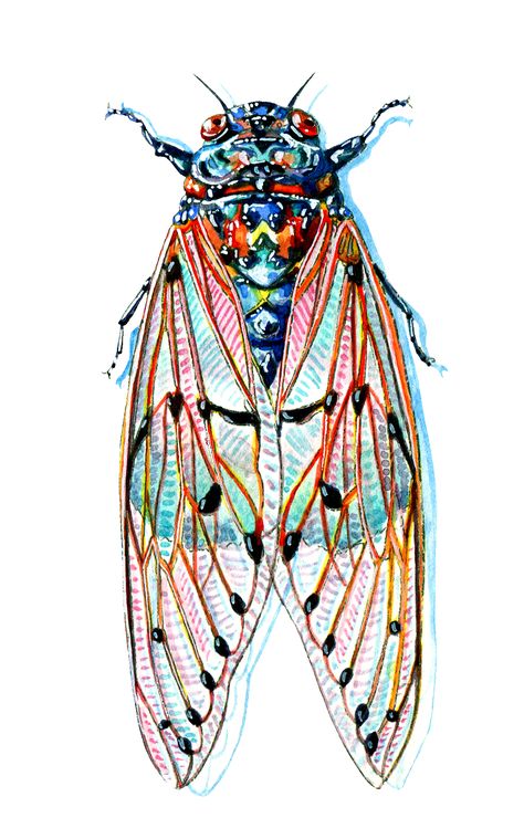 watercolor cicada by Martha Iserman Scientific Illustration Bugs, Cicada Art Illustration, Cicada Watercolor, Cicada Painting, Cicada Drawing, Bugs Illustration, Insect Artwork, Bug Painting, Bug Drawing