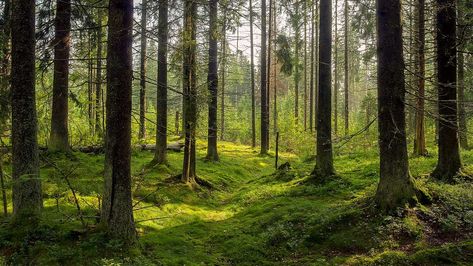 environment-dark-forest-background-karelia-trees-shutterstock-601970732 숲 사진, Forest Room, Forest Ecosystem, Forest Sounds, Life Hackers, Forest Background, Forest Bathing, Amazon Rainforest, Terminator