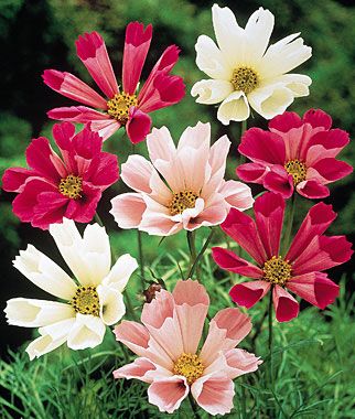 Cosmos, Seashells Mix Easy To Grow Flowers, Bonsai Flower, Cosmos Flowers, Annual Flowers, Blooming Rose, Gardening Flowers, Flowers Perennials, Growing Flowers, Exotic Flowers