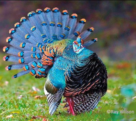 Found only in Central America’s Yucatan area. Ocellated Turkey, Turkey Breeds, Turkey Bird, Bird Facts, Most Beautiful Birds, Turkey Hunting, All Birds, Big Bird, Bird Pictures