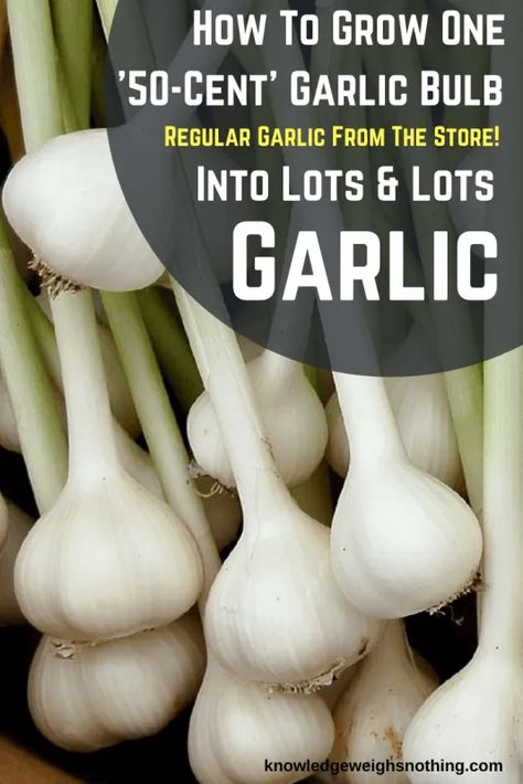 Grow Garlic, Growing Garlic, Survival Gardening, Garlic Bulb, Fruit Garden, Easy Garden, Veggie Garden, Planting Herbs, Gardening For Beginners