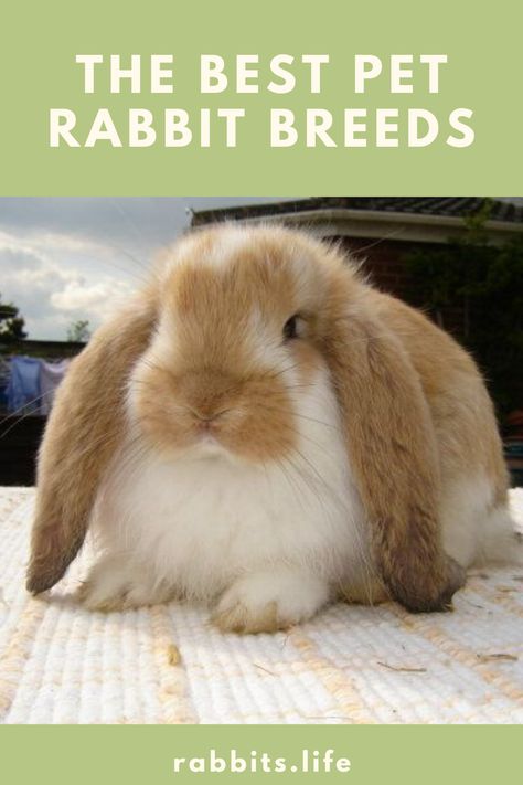 Types Of Bunny Breeds, Small Bunny Breeds, Rabbit Breeds Types Of Bunnies, Types Of Rabbits Breeds, Rabbits As Pets, Bunny Types, Expo Costume, Types Of Rabbits, Types Of Bunnies