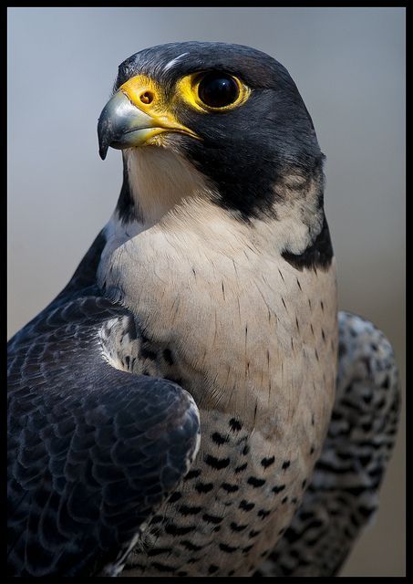 Shaheen Falcon, Cai Arabi, Black Falcon, Falcon Art, Raptors Bird, Peregrine Falcon, Bird Of Prey, Peregrine, Exotic Birds