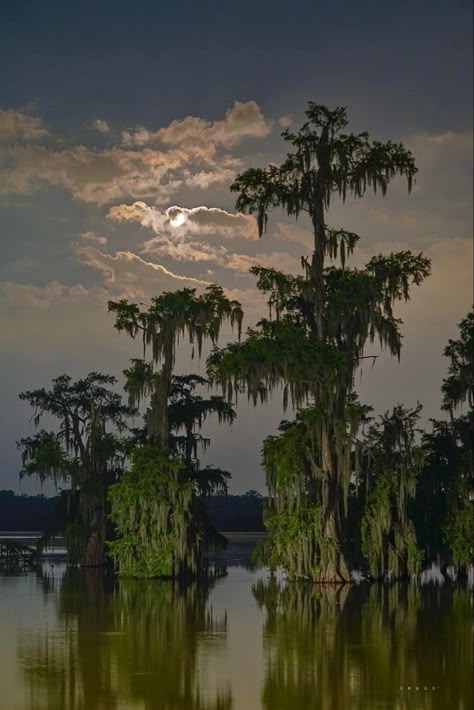 Lake Martin Southern Gothic Landscape, Florida Swamp Aesthetic, Swamp Pictures, Swamp Photography, Swamp Louisiana, Swamp Photo, Louisiana Aesthetic, Louisiana Nature, Swamp Aesthetic