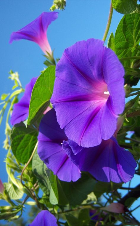 Ancestry Art, Glory Lily, Paper Garden, Blue And Purple Flowers, Morning Glories, Garden Aesthetic, Morning Glory, Single Image, Petunias