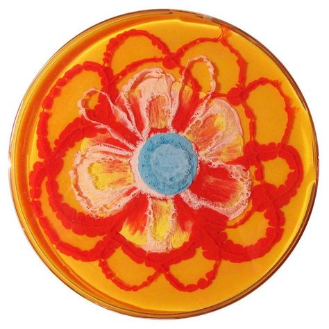 Klari Reis, Round Pfp, Dish Art, Orange Icons:), Pfp Profile, Circle Painting, Cocoppa Wallpaper, Petri Dish, Insta Icon