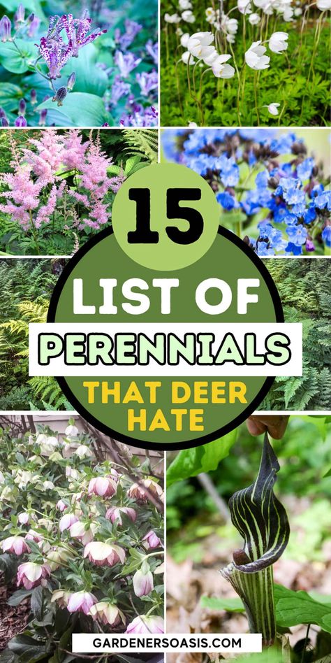 Deer Resistant Shade Plants (15 Beautiful Perennials and Shrubs That Deer Hate) | Gardens Full Sun Deer Resistant Perennials, Deer Resistant Garden Plans, Partial Shade Perennials, Deer Resistant Shade Plants, Shade Perennial Garden, Shade Flowers Perennial, Deer Resistant Shrubs, Deer Resistant Flowers, Colorful Shrubs