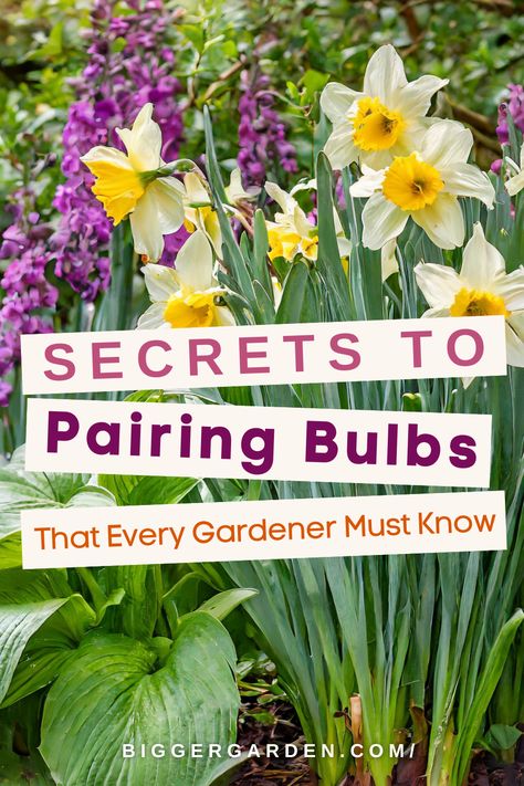 Unveil the secrets to creating jaw-dropping spring gardens through strategic flower bulb pairings. Improve your garden care and build a beautiful summer flowers garden. Discover how to showcase the most beautiful flowers with spring bulbs, and get practical garden help. Learn how to integrate fall plants and bulb flowers for a visually striking garden. Fall Planted Bulbs, When To Plant Hyacinth Bulbs, Spring Bulbs In Pots, Spring Bulb Planting Ideas, Flower Bulbs To Plant In Fall, Tulip And Daffodil Garden Layout, Spring Bulbs Garden Ideas, Bulb Garden Ideas, Bulb Garden Design Layout