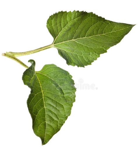 Sunflower leaves isolated royalty free stock image Sunflower Leaf, Sunflower Leaves, Pure White Background, Leaf Drawing, Rose Leaves, Botany, Stock Images Free, Planting Flowers, Plant Leaves