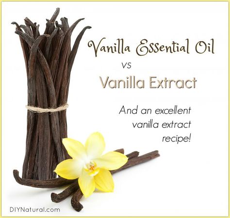 Vanilla Essential Oil vs Vanilla Extract Diy Perfume Recipes, Essential Oil Aphrodisiac, Vanilla Extract Recipe, Homemade Vanilla Extract, Vanilla Oil, Perfume Recipes, Essential Oils Herbs, Diy Perfume, Herbal Recipes