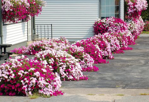 Flower Beds Ideas | Photo of a flower border of just petunias. Landscape Timber Edging, Petunia Tattoo, Small Flower Gardens, Perennial Gardens, Petunia Flower, Raised Flower Beds, Flower Bed Designs, Flower Garden Design, Patio Landscaping