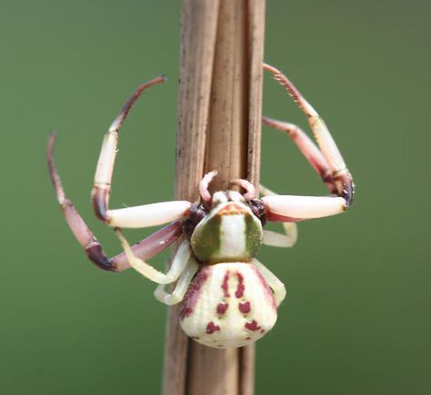 White-Banded Crab Spider - Misumenoides formosipes Unique Spiders, Arachnids Spiders, Weird Insects, Crab Spider, Spider Species, Cool Insects, Spider Legs, Cool Bugs, Jumping Spider