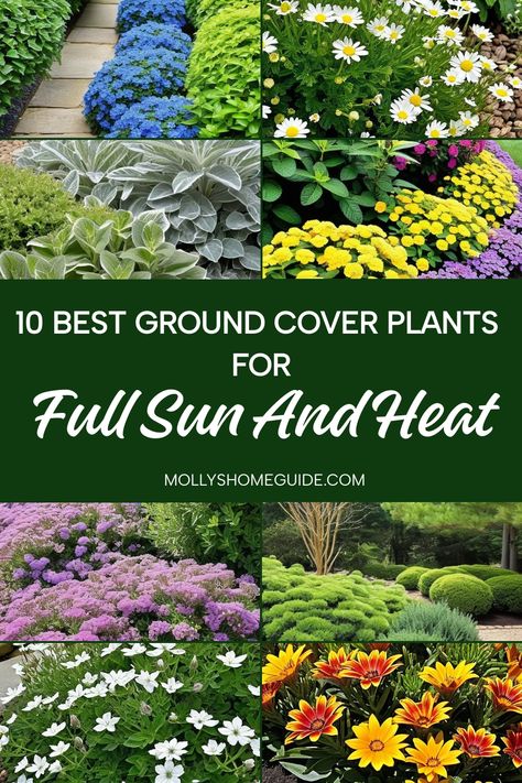 Discover the ultimate selection of ground cover plants for full sun and heat in this collection. Whether you're looking for colorful groundcover plants or tough, low-maintenance options, we've got you covered. Create a vibrant and drought-tolerant landscape with these easy-to-care-for varieties that thrive in full sun and heat. From full-sun flowering ground covers to heat-tolerant perennials, find the perfect solution for your garden needs. Perineal Garden Full Sun, Best Ground Cover Plants Sun, Low Growing Ground Cover Sun, Border Perennials Front Yards, Groundcovers For Full Sun, Florida Perennials Full Sun, Ground Cover Flowers Full Sun, Hydrangea For Full Sun, Full Sun Ground Cover Drought Tolerant