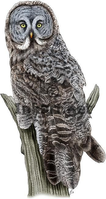 Great Gray Owl by rogerdhall.deviantart.com on @DeviantArt Great Grey Owl Drawing, Great Gray Owl, Dibujos Toy Story, Owl Drawing, Nocturnal Birds, Realistic Illustration, Grey Owl, Burrowing Owl, Great Grey Owl