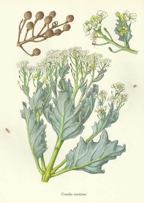 Vintage sea kale Allotment Inspiration, Sea Kale, Flowering Kale, Kale Plant, Sea Plants, Perennial Vegetables, Vintage Sea, Permaculture Gardening, Vegetable Gardens