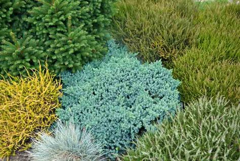 Juniperus squamata 'Blue Star' (Flaky Juniper) Juniperus Squamata, Blue Star Juniper, White Pine Tree, Evergreen Garden, Planting Shrubs, Coastal Gardens, Covered Garden, Starter Plants, Traditional Garden