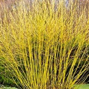 5 Ways to Use Dogwoods Yellow Twig Dogwood, Dogwood Shrub, Spring Flowering Trees, Red Twig Dogwood, Deer Resistant Perennials, Twig Dogwood, Backyard Seating Area, Instagram Square, Pink Dogwood