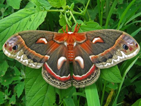 Hyalophora cecropia The Cecropia Moth is North America's largest native moth. It is a member of the Saturniidae family, or giant silk moths. Females with a wingspan of six inches or more have been documented. [Wikipedia] Insect Reference, Silk Moth, Cecropia Moth, Fairy Cosplay, Moth Caterpillar, Moth Art, 4 Tattoo, Moth Tattoo, Magical Creature