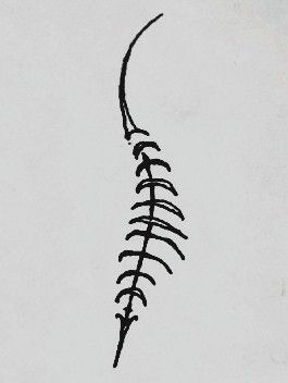 tattoo minimal sketch spine centipede Centipede Tattoo, Minimal Sketch, Tattoo Minimal, Tattoo Sketch, Tattoo Styles, Tattoo Sketches, Tattoo Ideas, Sketch, Tattoos