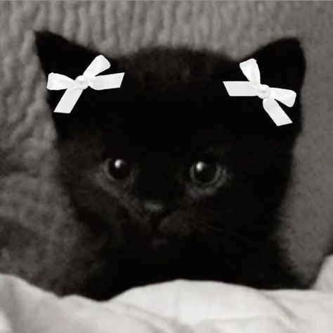 Black Cat Coquette, Dark Coquette Aestethic Images, Dark Qocuette, Black Coquette Wallpaper, Dark Coquette Pfp, Cute Black Cat Aesthetic, Black Cats Aesthetic, Black Coquette Aesthetic, Coquette Black And White