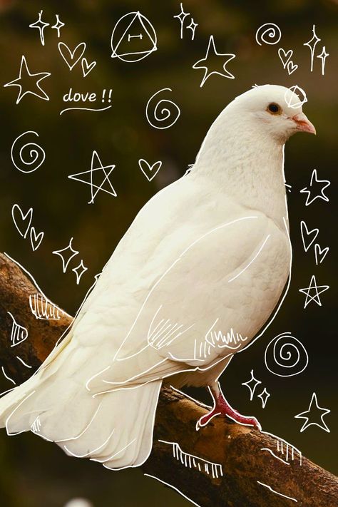 Bird Therian, Animal Pfps, Therian Wallpaper, Therian Pfp, Felt Animal Masks, Dove Images, Free Pfp, Therian Stuff, Therian Mask