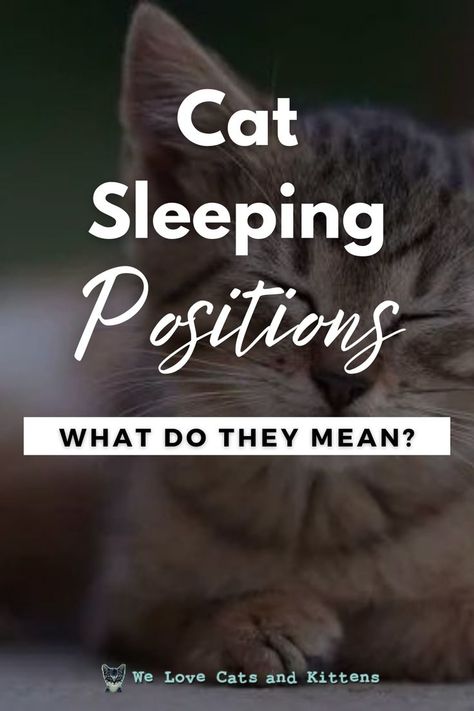 Read the article to learn more about cat sleeping positions and what they mean. If there's one thing cats love to do, it's sleep., and it's not uncommon for a feisty feline to laze around for almost 18 hours of the day! Cats can sleep in some of the most strange sleeping positions imaginable. Cat Sleeping Positions Meaning, Cat Behavior Facts, Funny Cat Names, Healthy Heart Tips, Sleeping Too Much, Cat Info, Types Of Cats, Cat Pose, Cats Love