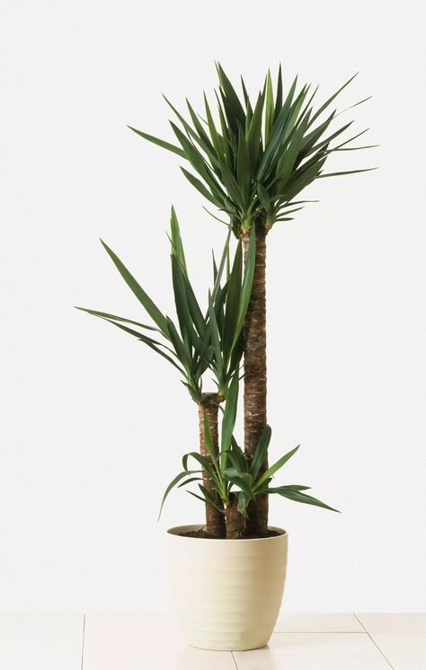 Yucca Plant Indoor, Paper Plants Diy, Yucca Plant Care, Indoor Tree Plants, Best Indoor Trees, Yucca Tree, Plant Room Ideas, Indoor Tree, Yucca Plant