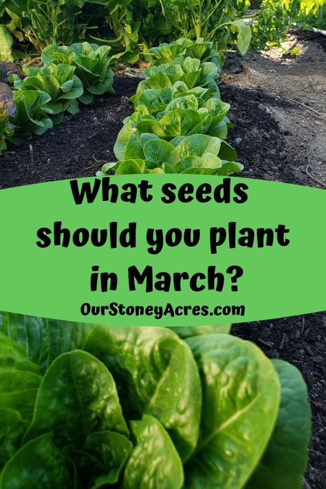 March Planting Guide, What To Plant In March, March Gardening, Seasonal Gardening, Gardening Calendar, Seed Planting, Seedlings Indoors, Zucchini Plants, Berry Garden