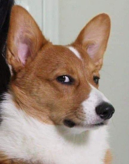 Corgi Side Eye, Corgi Meme, Funny Corgi Pictures, Dog Emotions, The Symbiotic Relationship Between, Funny Animal Images, Angry Dog, Corgi Pictures, Animal Puns