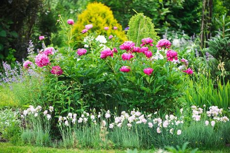 Gardening Pros Have Named These Favorites the Flower and Plant of the Year Peony Farm, Peony Care, Flowers To Plant, Cheap Plants, Planting Peonies, Growing Peonies, Gardening Trends, Flower Delivery Service, Peonies Garden