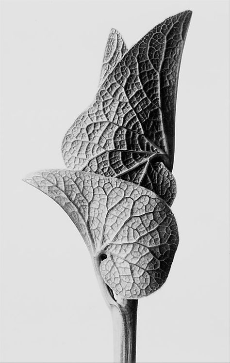 Aristolochia Clematitis – Karl Blossfeldt (German, 1865–1932) Karl Blossfeldt, Natural Form Art, Organic Structure, Natural Structures, Organic Art, Plant Photography, Motion Graphic, Trik Fotografi, Organic Form