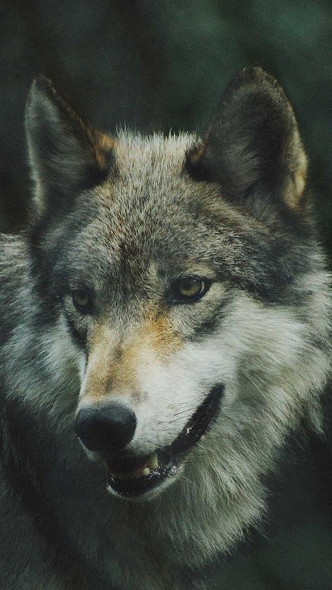 Wolf Hd, Dog Wolf, Werewolf Aesthetic, Wolf Photography, Wolf Face, Wolf Photos, Green Sky, Sky Photos, Wolf Tattoos