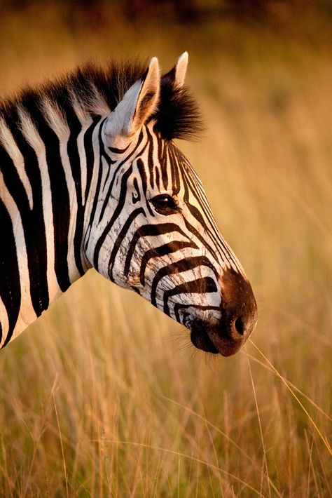 Zebra Pictures, Photography Animals, Animals Photos, Animal Portraits, Draw Art, African Wildlife, Wildlife Animals, African Animals, Animal Planet