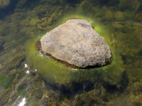 Pond Algae, Fish Eat, Affordable Backyard Ideas, Pond Maintenance, Aquatic Garden, Backyard Pond, Outdoor Ponds, Fountains Backyard, Pond Landscaping