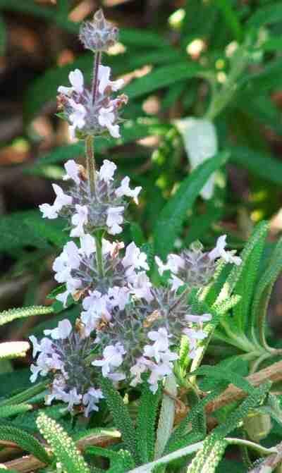 Salvia mellifera repens, Black sage repens flowers Salvia Mellifera, Salvia Garden, Garden Palette, Zone 9b, Front Yard Plants, Prairie Planting, Coastal Garden, Black Sage, Sage Plant