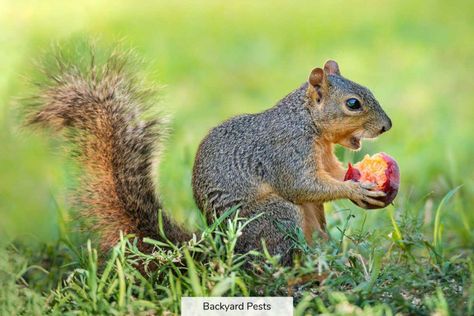 Baby Squirrel Care, What Do Squirrels Eat, Get Rid Of Squirrels, Squirrel Food, Young Rabbit, Squirrel Feeder, List Of Foods, Perennial Bulbs, Climb Trees