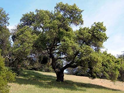 California Live Oak Coast Live Oak, Drought Tolerant Trees, Plant Sketches, California Native Plants, Mini Bonsai, Texas Gardening, Live Oak Trees, Artificial Leaf, Live Oak