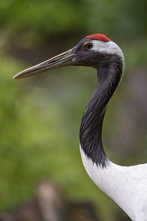 red-crowned crane (Grus japonensis) Red Crowned Crane Photography, Red Crown Crane, Crane Art, Red Crowned Crane, Japanese Animals, Crowned Crane, Profile Portrait, Japanese Crane, Crane Bird